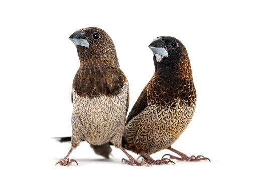 Male and female Society finch together, Lonchura striata domestica, also known as the Bengali finch, isolated on white