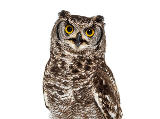 Head shot of a spotted eagle-owl, Bubo africanus, or African spotted eagle-owl looking at the camera, isolated on white