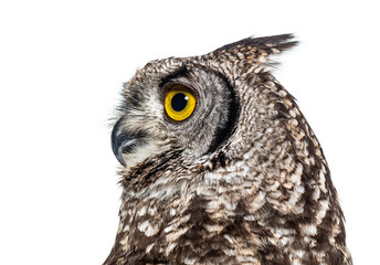 Head shot of a spotted eagle-owl, Bubo africanus, or African spotted eagle-owl looking away, isolated on white