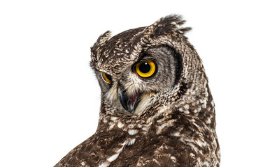 Head shot of a spotted eagle-owl, Bubo africanus, turning its head and looking down, isolated on white