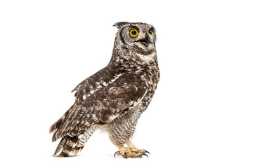 Spotted eagle owl turning its head and looking up, isolated on white background