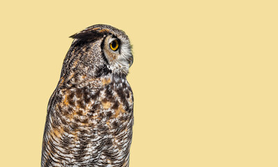 Great horned owl, Bubo virginianus saturatus,  turning its head and looking intensely against yellow background