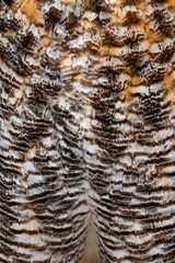 Detailed view of the plumage of great horned owl, highlighting its beautiful texture and color variations