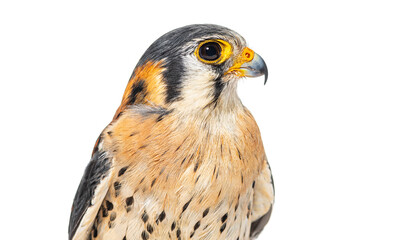 Head shot Side view of an American Kestrel, Falco sparverius, isolated on white