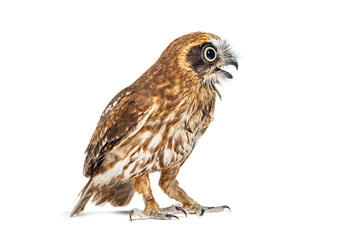 Side view of a Morepork owl, Ninox novaeseelandiae, beak open isolated on white