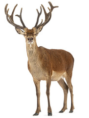 Full body shot of a red deer stag, Cervus elaphus, with imposing antlers, isolated on transparent background, offering flexibility in design applications