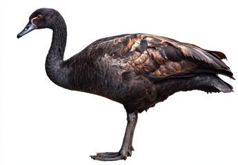 Obraz premium Elegant black swan showcasing stunning feather patterns and graceful posture against a clean white background highlighting its unique beauty and charm in nature
