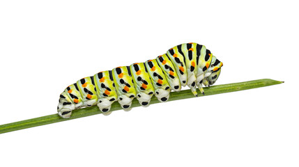 Colorful old world swallowtail Caterpillar crawling on a blade of vegetable grass, cut out