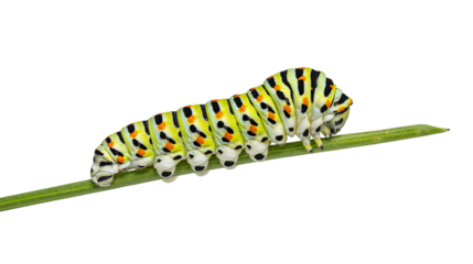Colorful old world swallowtail Caterpillar crawling on a blade of vegetable grass, cut out