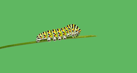 Colorful Common yellow swallowtail Caterpillar crawling on a blade of vegetable grass on a green background