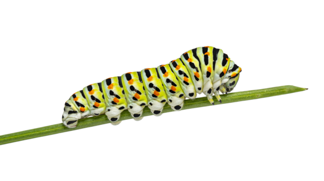 Colorful old world swallowtail Caterpillar crawling on a blade of vegetable grass, cut out
