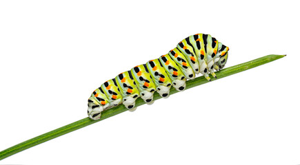 Colorful old world swallowtail Caterpillar crawling on a blade of vegetable grass, isoated on white