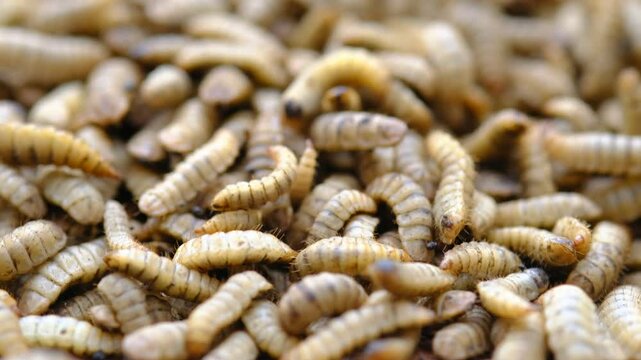 Black Soldier Fly Larvae (Hermetia illucens) or maggots are animals that are able to decompose organic waste, and are also commonly used as protein-rich animal feed.