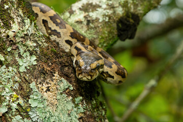 A gorgeous southern African python (Python natalensis) in a tree, in the wild