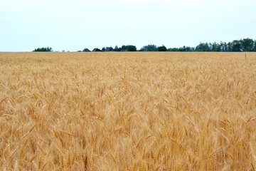 Golden Wheat Field with a line of green trees