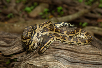 A beautiful southern African python (Python natalensis) in the wild