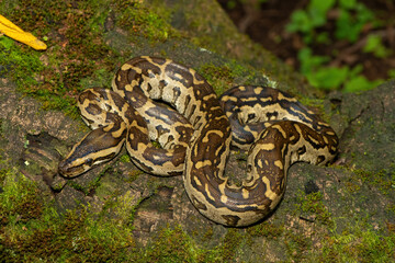 A beautiful southern African python (Python natalensis) in the wild