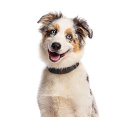 Adorable american shepherd puppy panting and smiling, wearing a collar