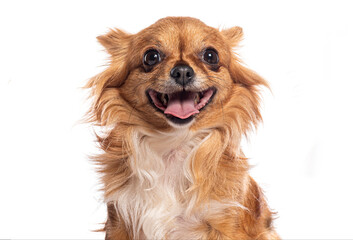 Happy chihuahua dog smiling on white background