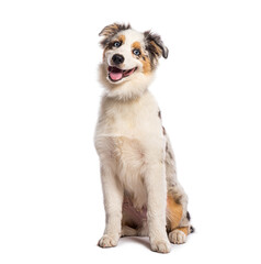 Happy american shepherd puppy sitting and panting on white background