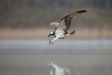 Rybołów (Pandion haliaetus), osprey © Bartosz Rakoczy