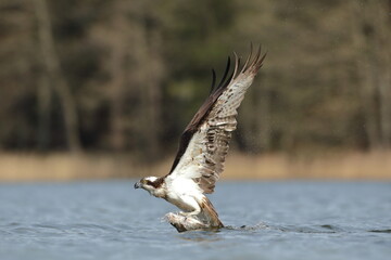 Rybołów (Pandion haliaetus), osprey © Bartosz Rakoczy