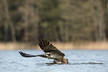 Rybołów (Pandion haliaetus), osprey © Bartosz Rakoczy