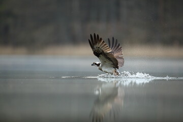 Rybołów (Pandion haliaetus), osprey © Bartosz Rakoczy
