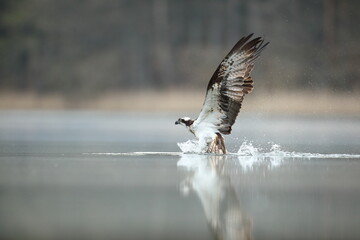 Rybołów (Pandion haliaetus), osprey © Bartosz Rakoczy