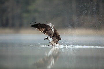 Rybołów (Pandion haliaetus), osprey © Bartosz Rakoczy