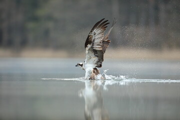 Rybołów (Pandion haliaetus), osprey © Bartosz Rakoczy