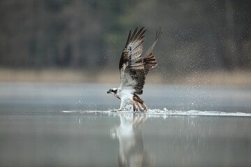Rybołów (Pandion haliaetus), osprey © Bartosz Rakoczy