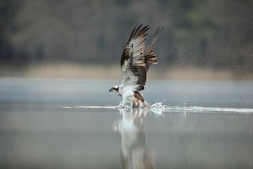 Rybołów (Pandion haliaetus), osprey © Bartosz Rakoczy