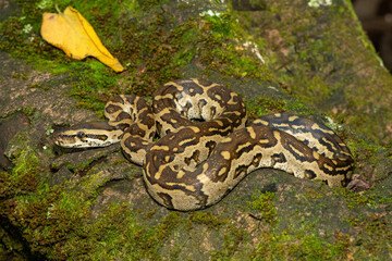 A beautiful southern African python (Python natalensis) in the wild