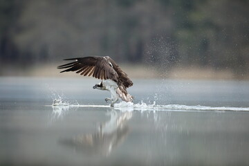 Rybołów (Pandion haliaetus), osprey © Bartosz Rakoczy