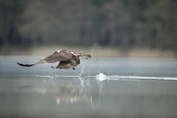 Rybołów (Pandion haliaetus), osprey © Bartosz Rakoczy