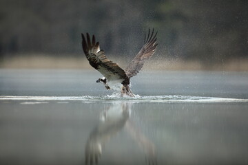 Rybołów (Pandion haliaetus), osprey © Bartosz Rakoczy
