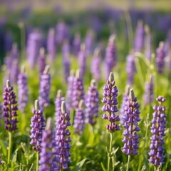 Obraz premium Abstract blur effect adds depth and interest to a field of lavender-colored lupines and greenery, springtime, purple flower