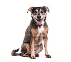 Happy crossbreed dog sitting and panting on white background