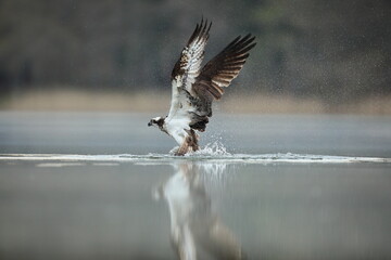 Rybołów (Pandion haliaetus), osprey © Bartosz Rakoczy