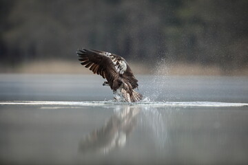 Rybołów (Pandion haliaetus), osprey © Bartosz Rakoczy