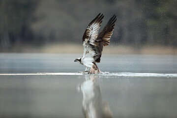 Rybołów (Pandion haliaetus), osprey © Bartosz Rakoczy