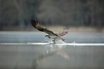 Rybołów (Pandion haliaetus), osprey © Bartosz Rakoczy