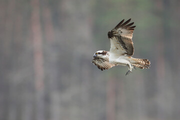 Rybołów (Pandion haliaetus), osprey © Bartosz Rakoczy