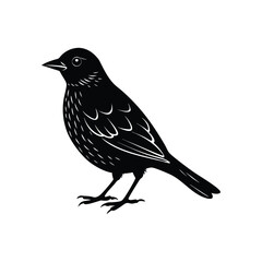 blackbird isolated on white background