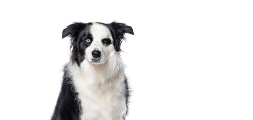 Fototapeta premium Border collie dog sitting and showing its heterochromia, white background