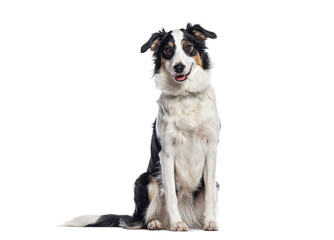 Border collie sitting and panting on white background