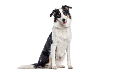 Border collie sitting and panting on white background