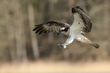 Rybołów (Pandion haliaetus), osprey © Bartosz Rakoczy