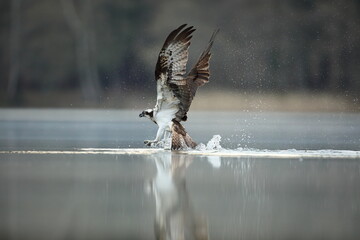 Rybołów (Pandion haliaetus), osprey © Bartosz Rakoczy